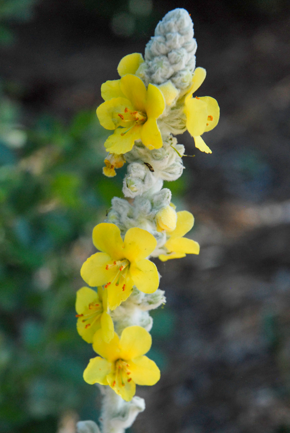 Arctic Summer Mullein